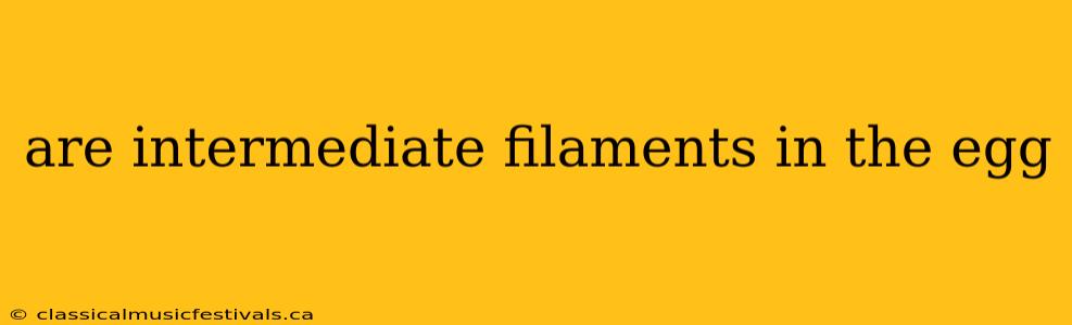 are intermediate filaments in the egg