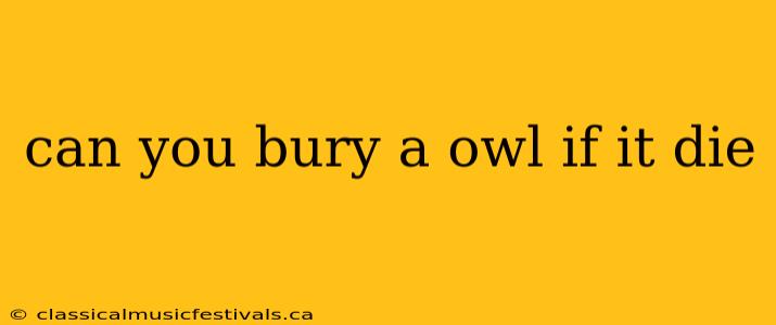 can you bury a owl if it die