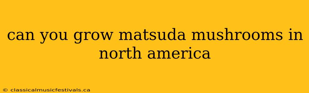 can you grow matsuda mushrooms in north america