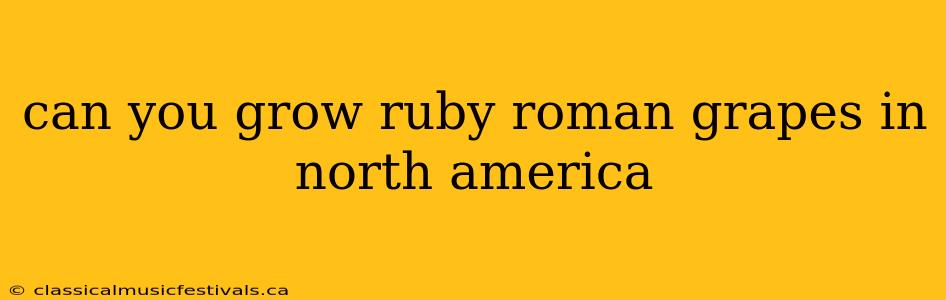 can you grow ruby roman grapes in north america