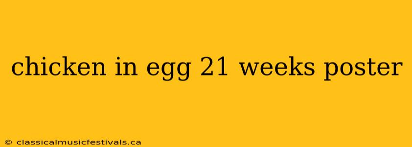 chicken in egg 21 weeks poster