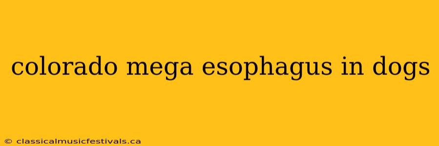 colorado mega esophagus in dogs