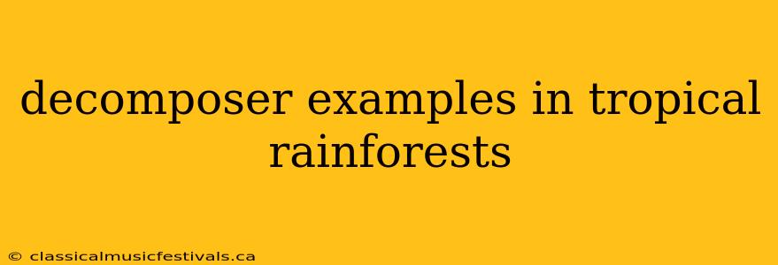 decomposer examples in tropical rainforests