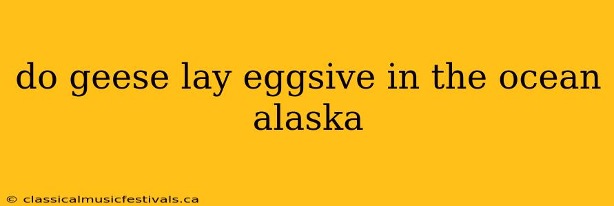 do geese lay eggsive in the ocean alaska