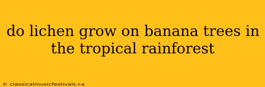 do lichen grow on banana trees in the tropical rainforest