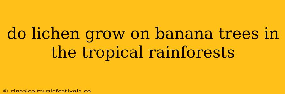 do lichen grow on banana trees in the tropical rainforests