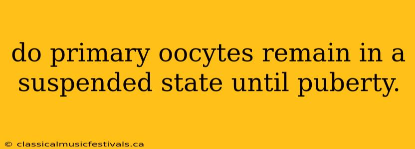 do primary oocytes remain in a suspended state until puberty.