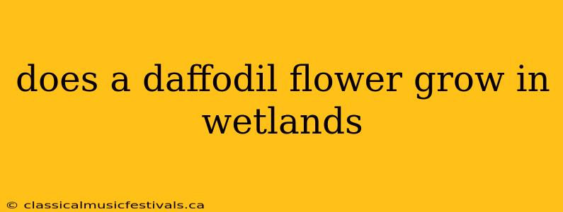 does a daffodil flower grow in wetlands