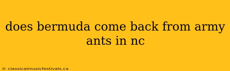 does bermuda come back from army ants in nc