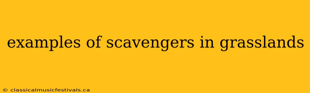 examples of scavengers in grasslands