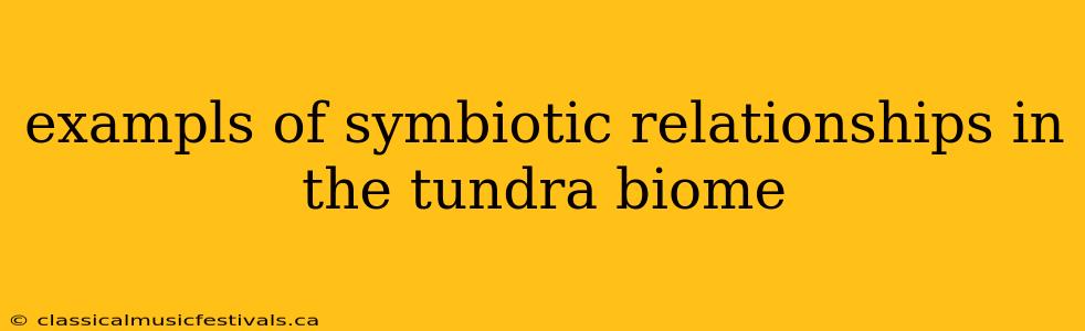 exampls of symbiotic relationships in the tundra biome