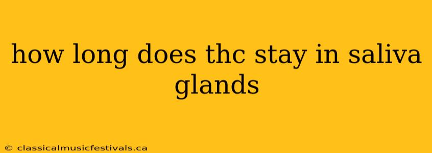 how long does thc stay in saliva glands