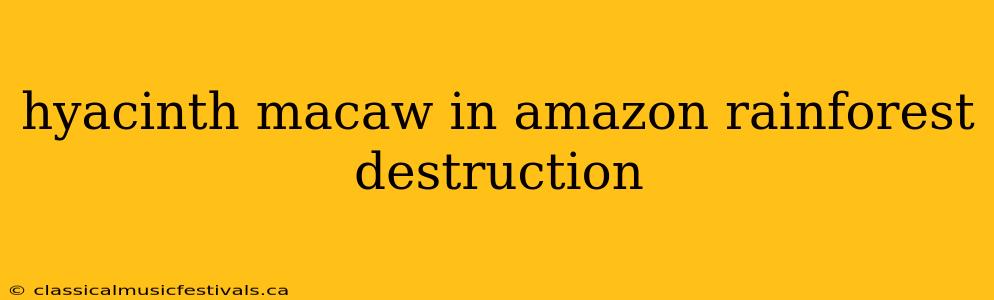 hyacinth macaw in amazon rainforest destruction