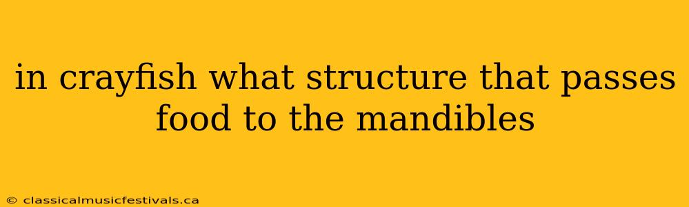 in crayfish what structure that passes food to the mandibles