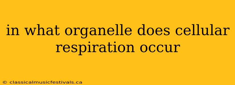 in what organelle does cellular respiration occur