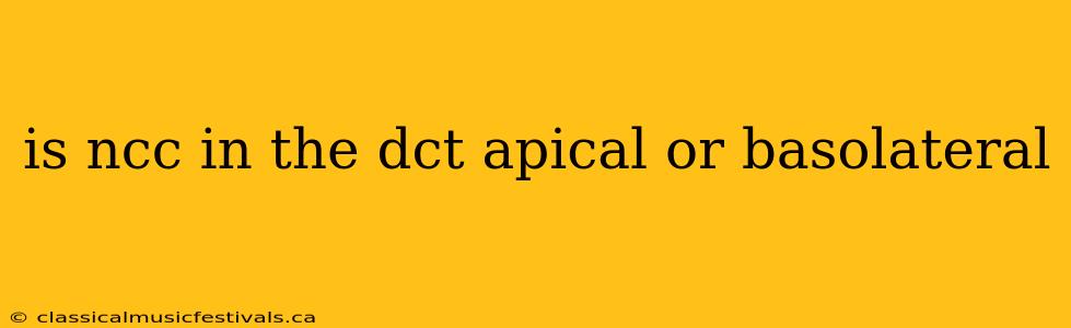 is ncc in the dct apical or basolateral