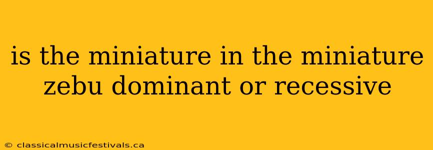 is the miniature in the miniature zebu dominant or recessive