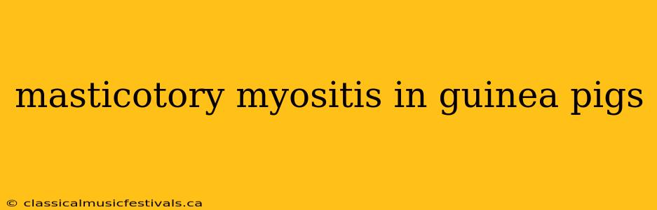 masticotory myositis in guinea pigs