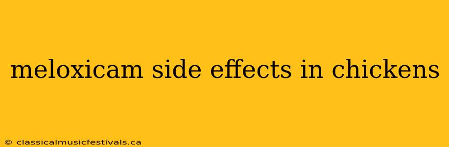 meloxicam side effects in chickens