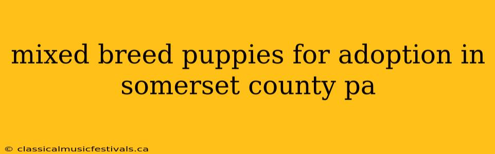 mixed breed puppies for adoption in somerset county pa