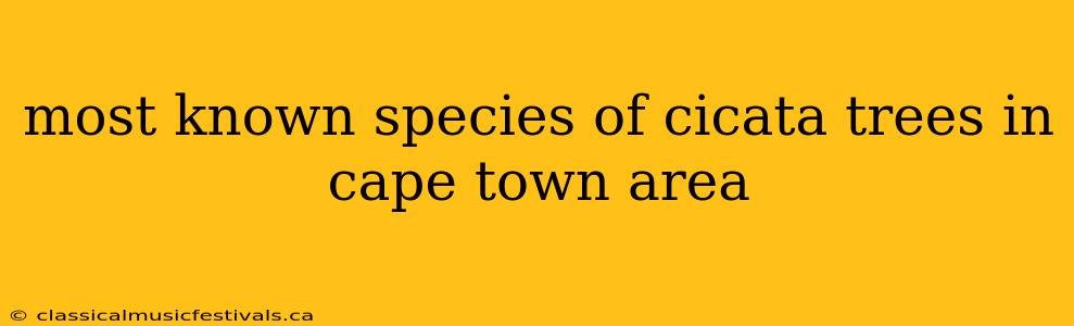 most known species of cicata trees in cape town area