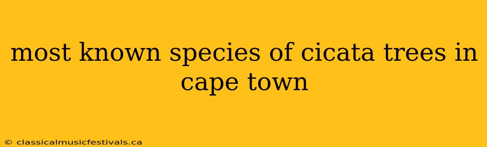 most known species of cicata trees in cape town