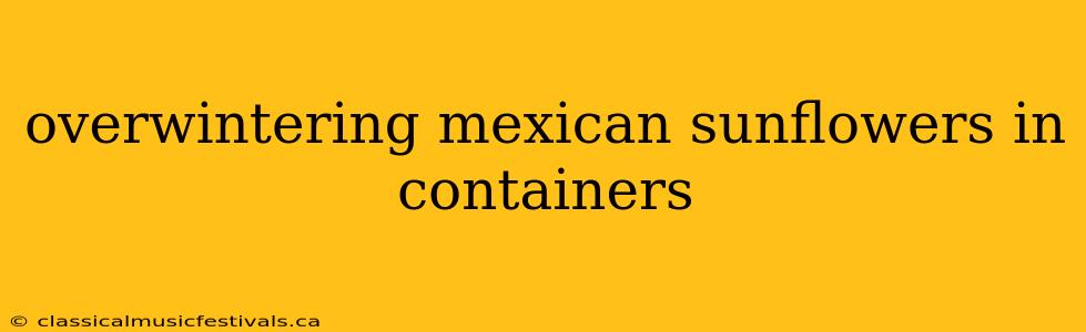 overwintering mexican sunflowers in containers