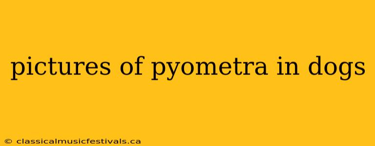 pictures of pyometra in dogs