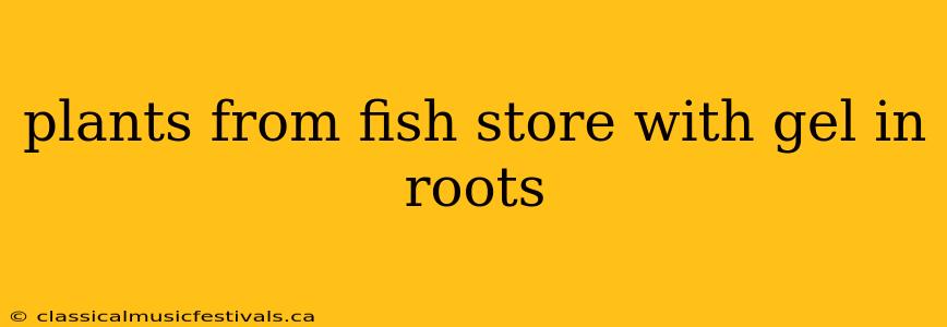 plants from fish store with gel in roots