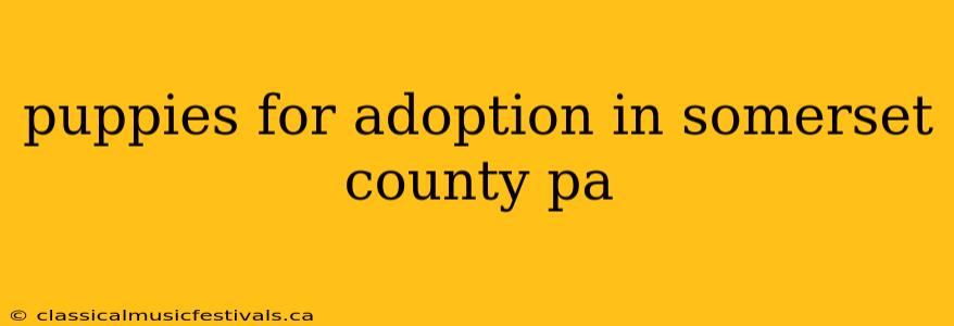 puppies for adoption in somerset county pa