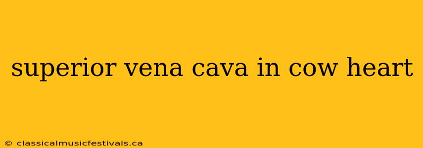 superior vena cava in cow heart