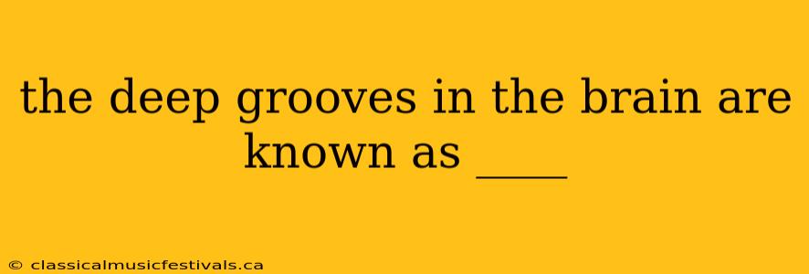 the deep grooves in the brain are known as ____