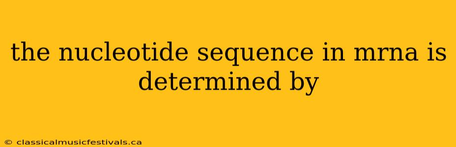 the nucleotide sequence in mrna is determined by