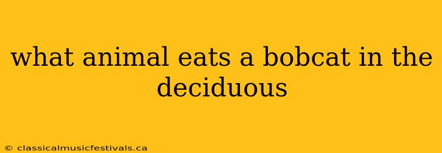 what animal eats a bobcat in the deciduous