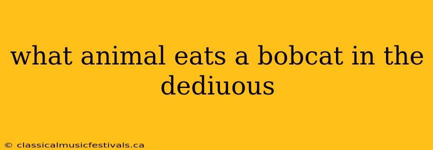 what animal eats a bobcat in the dediuous