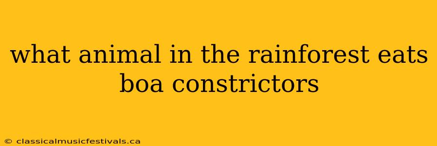 what animal in the rainforest eats boa constrictors