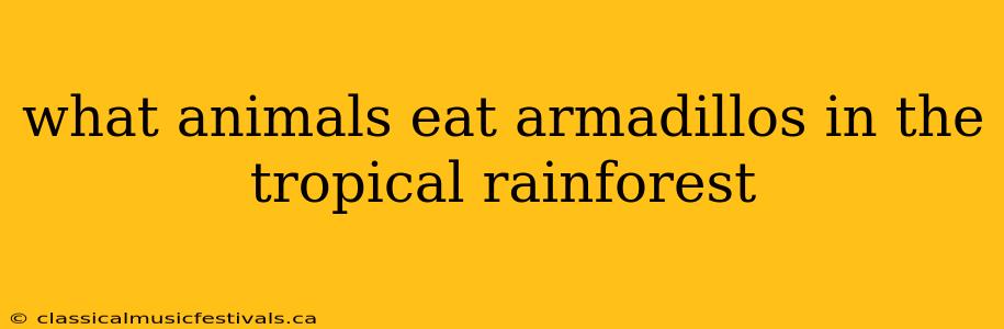 what animals eat armadillos in the tropical rainforest