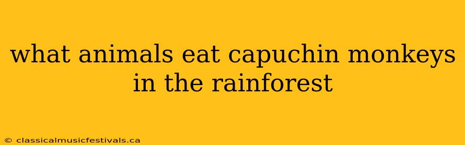 what animals eat capuchin monkeys in the rainforest