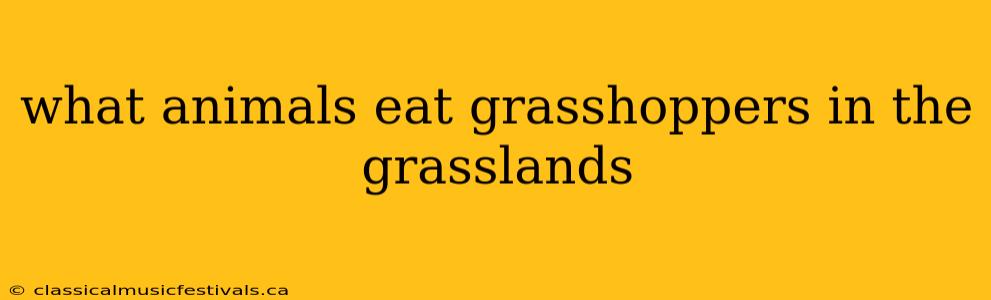 what animals eat grasshoppers in the grasslands