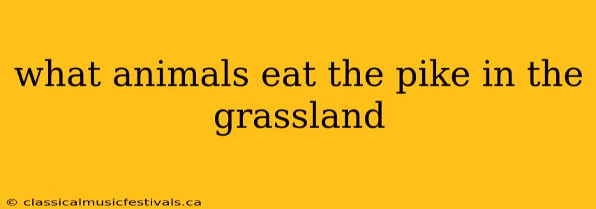 what animals eat the pike in the grassland