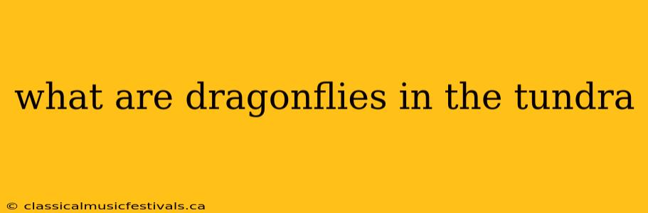 what are dragonflies in the tundra