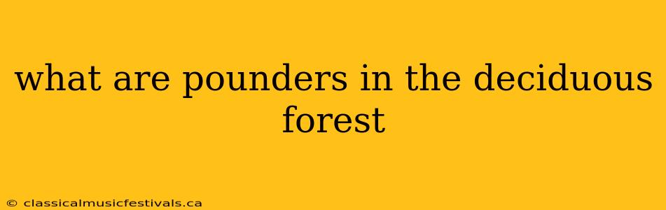 what are pounders in the deciduous forest