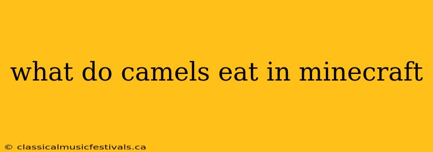 what do camels eat in minecraft