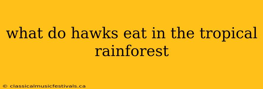 what do hawks eat in the tropical rainforest