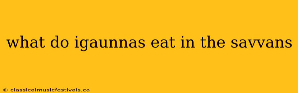 what do igaunnas eat in the savvans