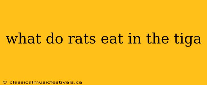 what do rats eat in the tiga