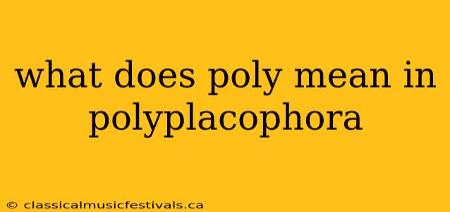 what does poly mean in polyplacophora