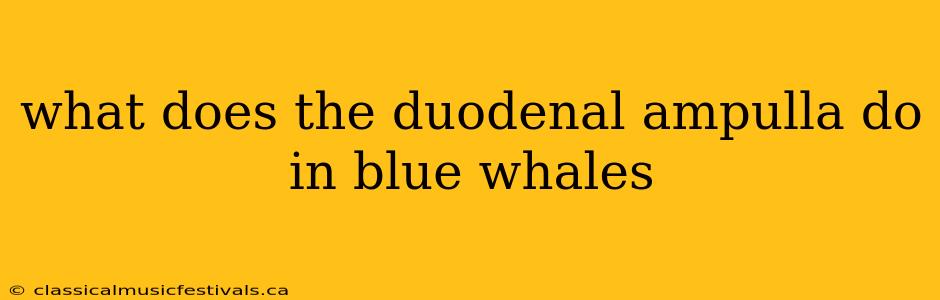 what does the duodenal ampulla do in blue whales