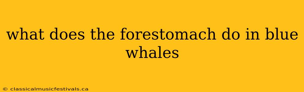 what does the forestomach do in blue whales