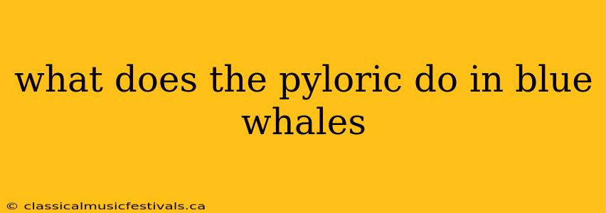 what does the pyloric do in blue whales